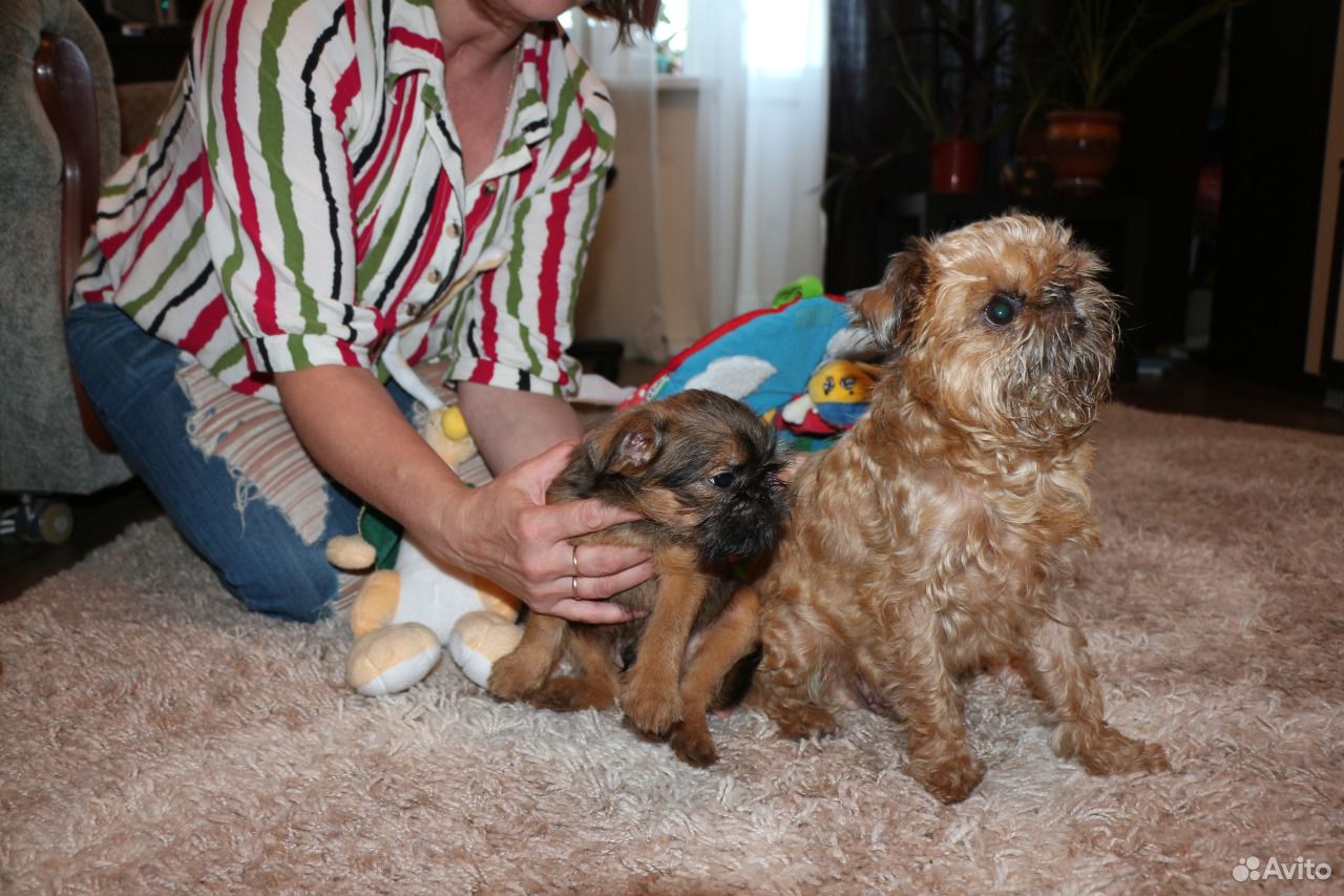 Гриффончики с отличной родословной