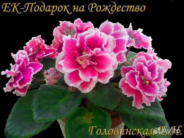Фиалка подарок на рождество Фиалка подарок на рождество
