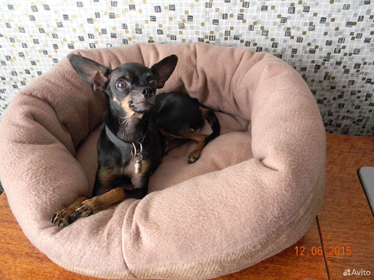 Лежак для собак купить на Зозу.ру - фотография № 1