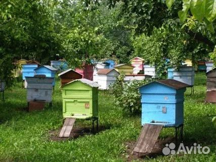 Пчелосемьи продажа купить на Зозу.ру - фотография № 1