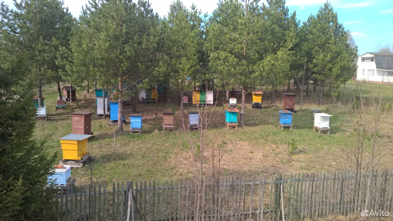 Пчёлы, пчелосемьи карпатской породы купить на Зозу.ру - фотография № 1