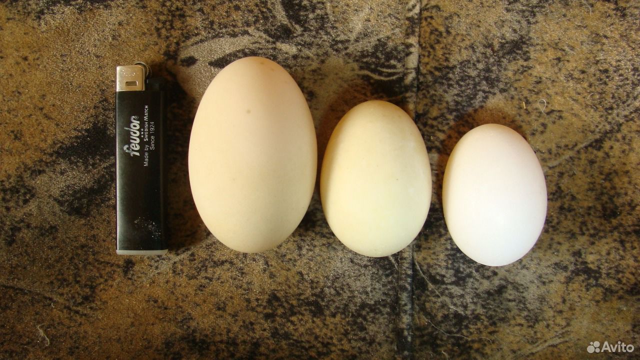 Куриное инкубационное яйцо купить на Зозу.ру - фотография № 1