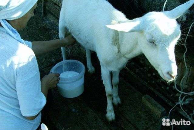 Козье молоко, жир нутряной купить на Зозу.ру - фотография № 2