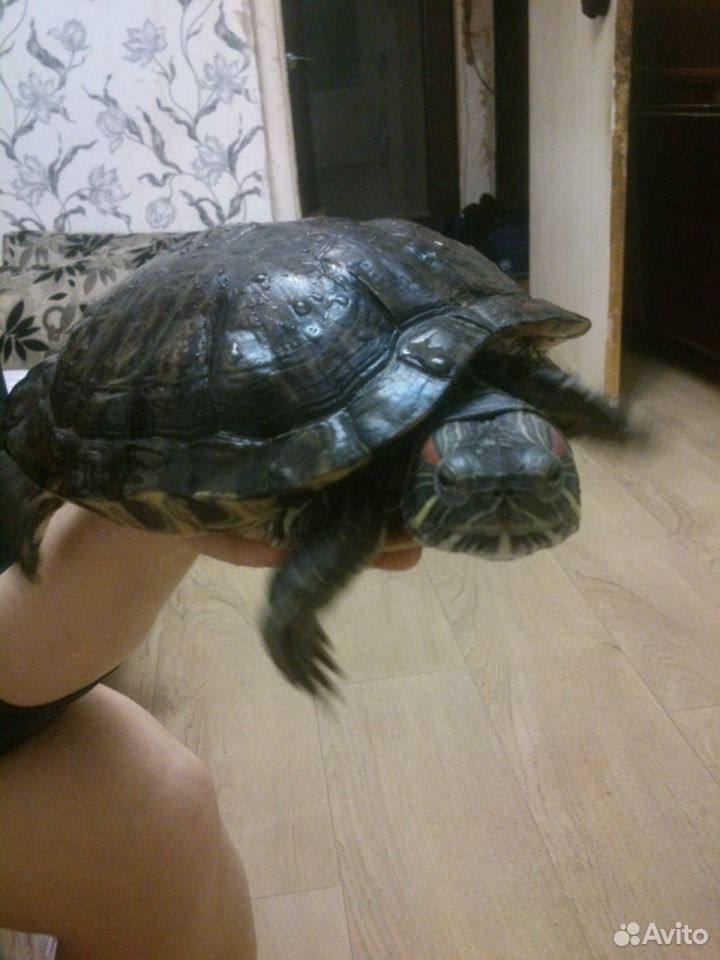 Продам взрослую красноухую черепаху купить на Зозу.ру - фотография № 2