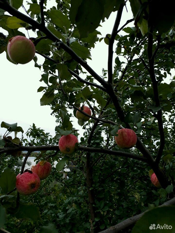 Сок яблочный натуральный купить на Зозу.ру - фотография № 2