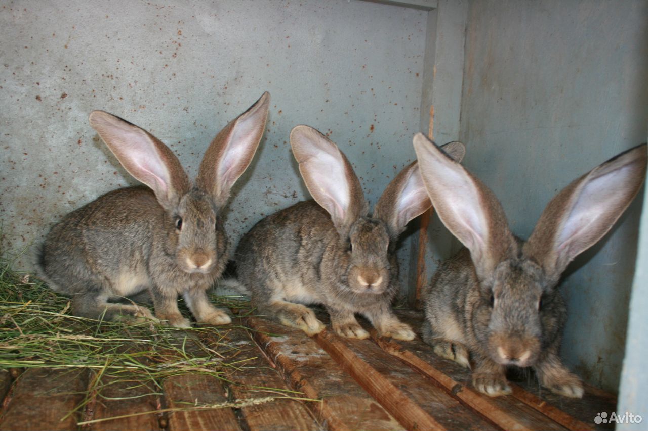 Продаются кролики элитной породы Фландер купить на Зозу.ру - фотография № 2