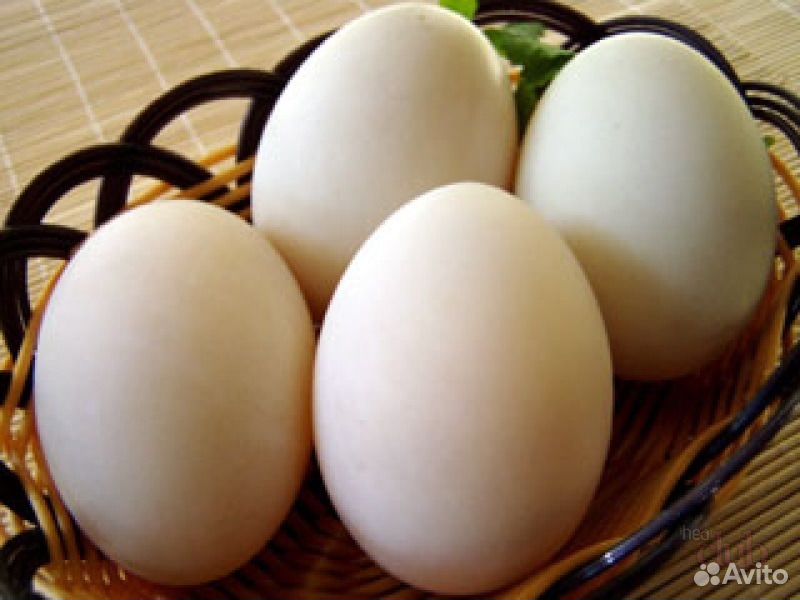 Утиное яйцо купить на Зозу.ру - фотография № 2
