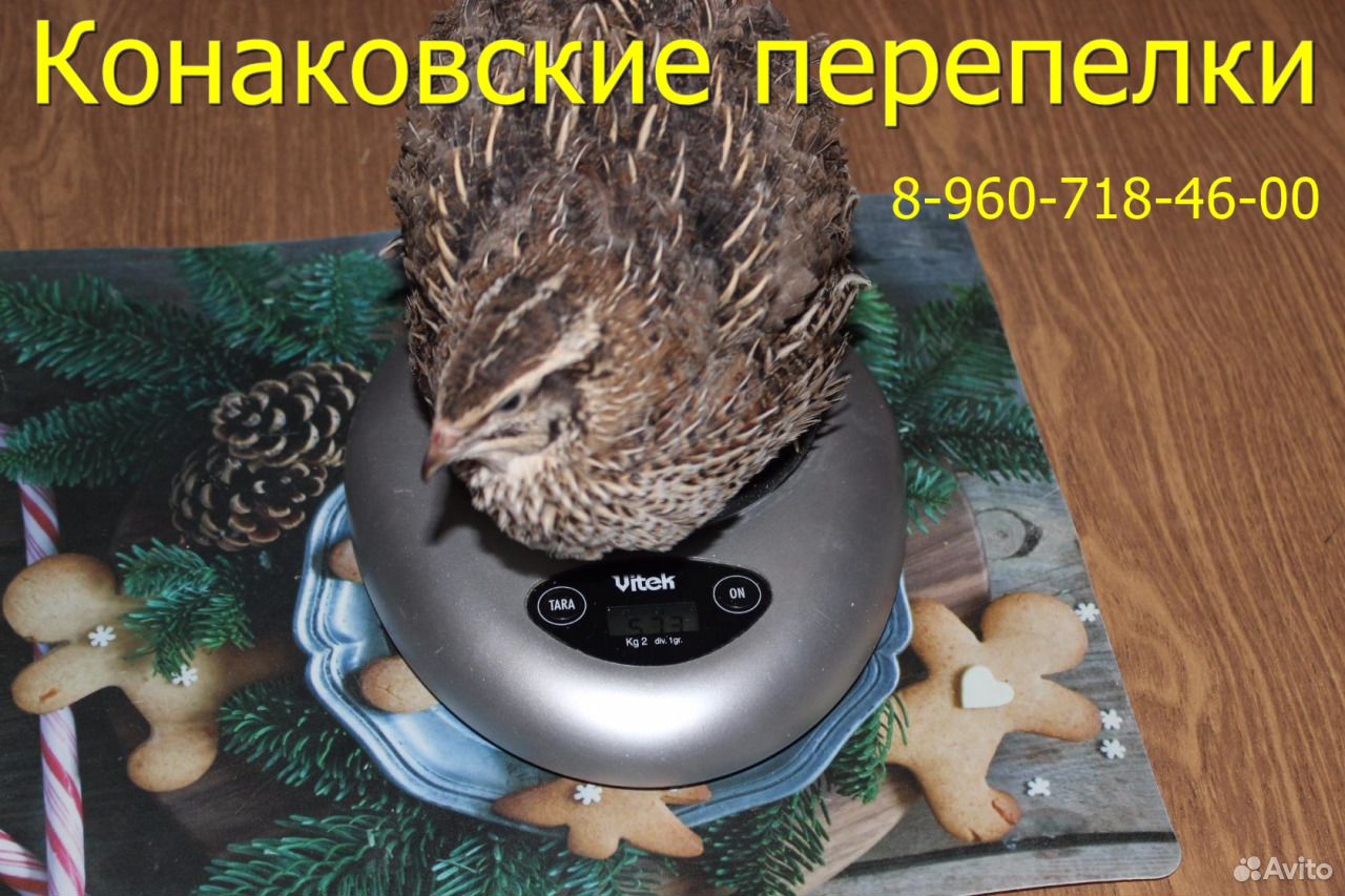 Инкубационное яйцо от домашней птицы купить на Зозу.ру - фотография № 1