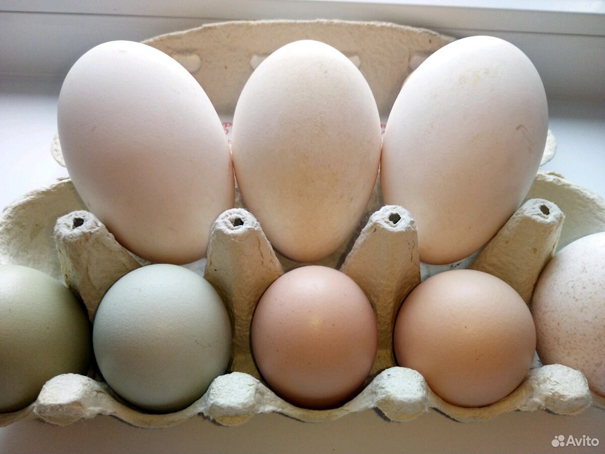 Купить гусиное яйцо на авито