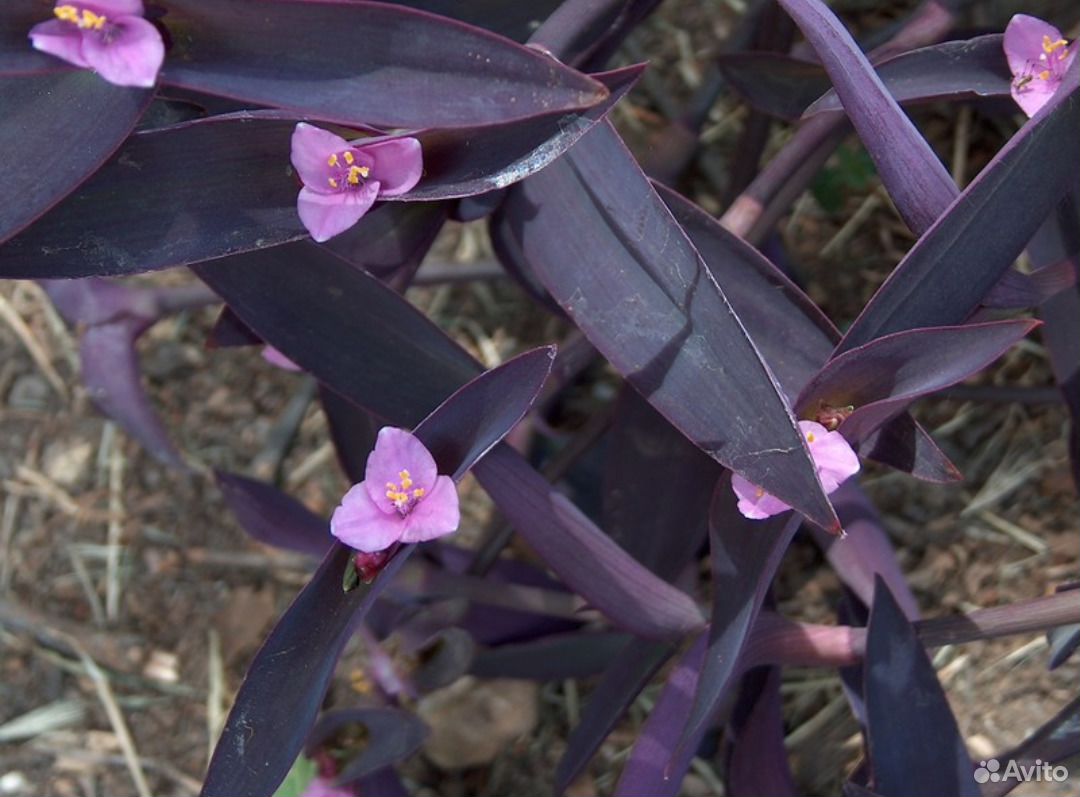 Цветок похожий на традесканцию с фиолетовыми листьями название фото