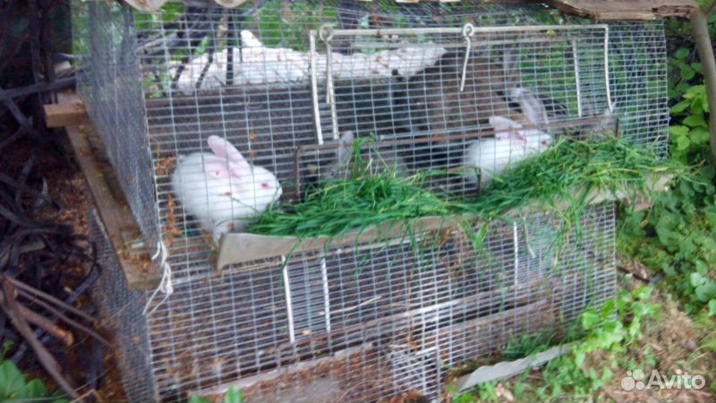 Клетки для кроликов и птицы купить на Зозу.ру - фотография № 3