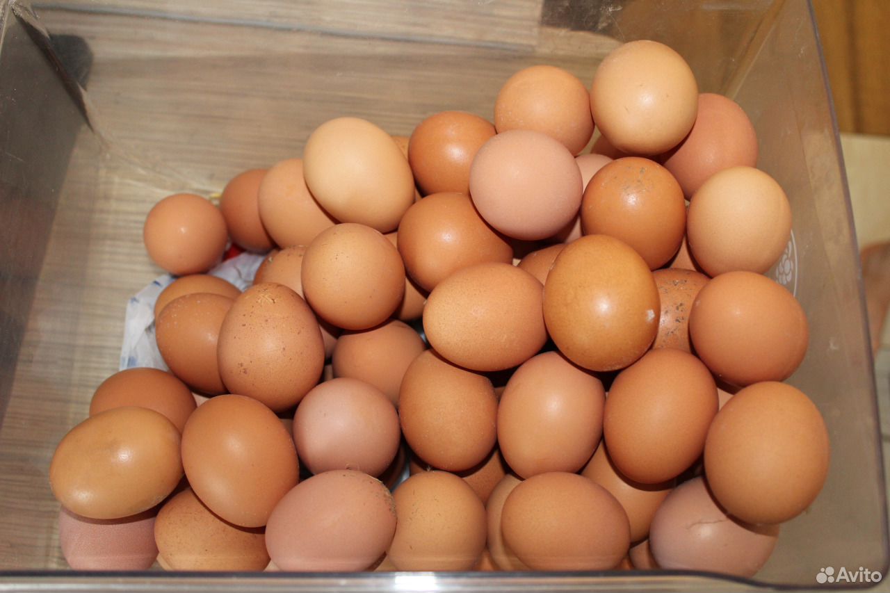 Домашнее куриное яйцо купить на Зозу.ру - фотография № 2