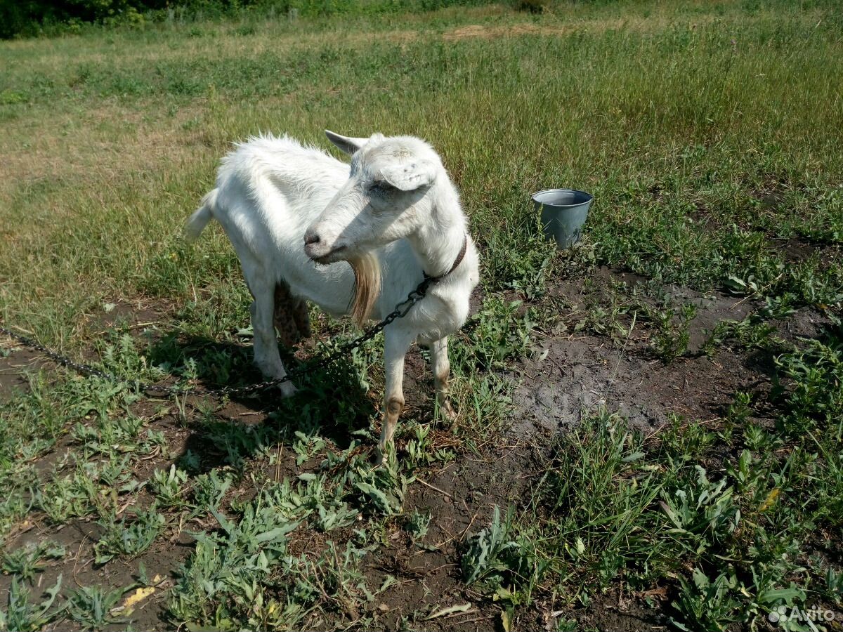 Зааненская коза купить на Зозу.ру - фотография № 2