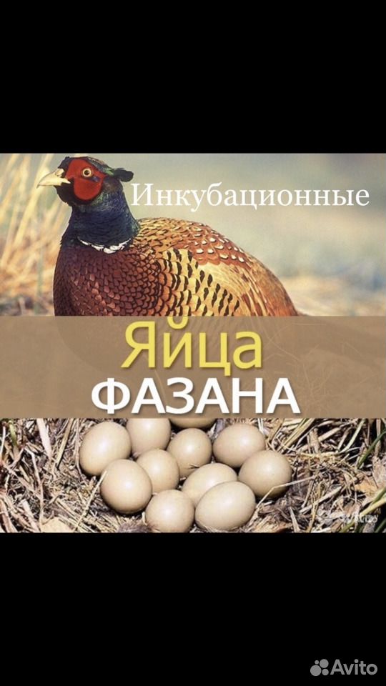 Яйца фазана купить. Яйцо фазана румынского.
