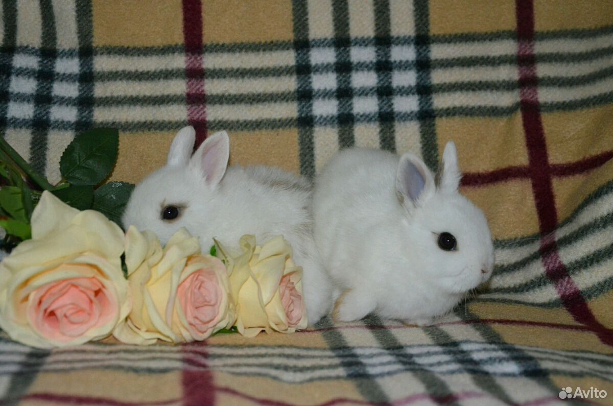 Купить кролика в курске. Кролики в Курске купить. Флоковые кролики купить оптом. Авито купить кроликов в городе Ишиме. Симферополь Центральный рынок купить кролика.