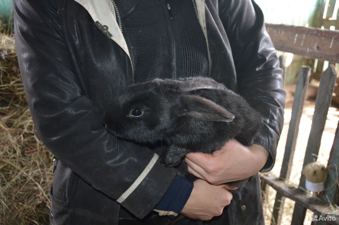 Купить кроликов в воронежской области. Кролики купить в Воронежской обл.