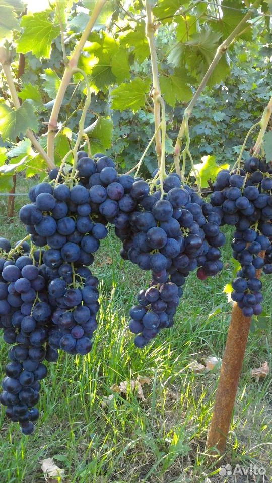 Саженцы,виноград купить на Зозу.ру - фотография № 2