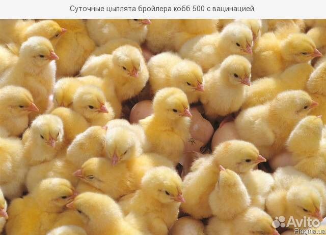 Цыплята опт 28р купить на Зозу.ру - фотография № 1