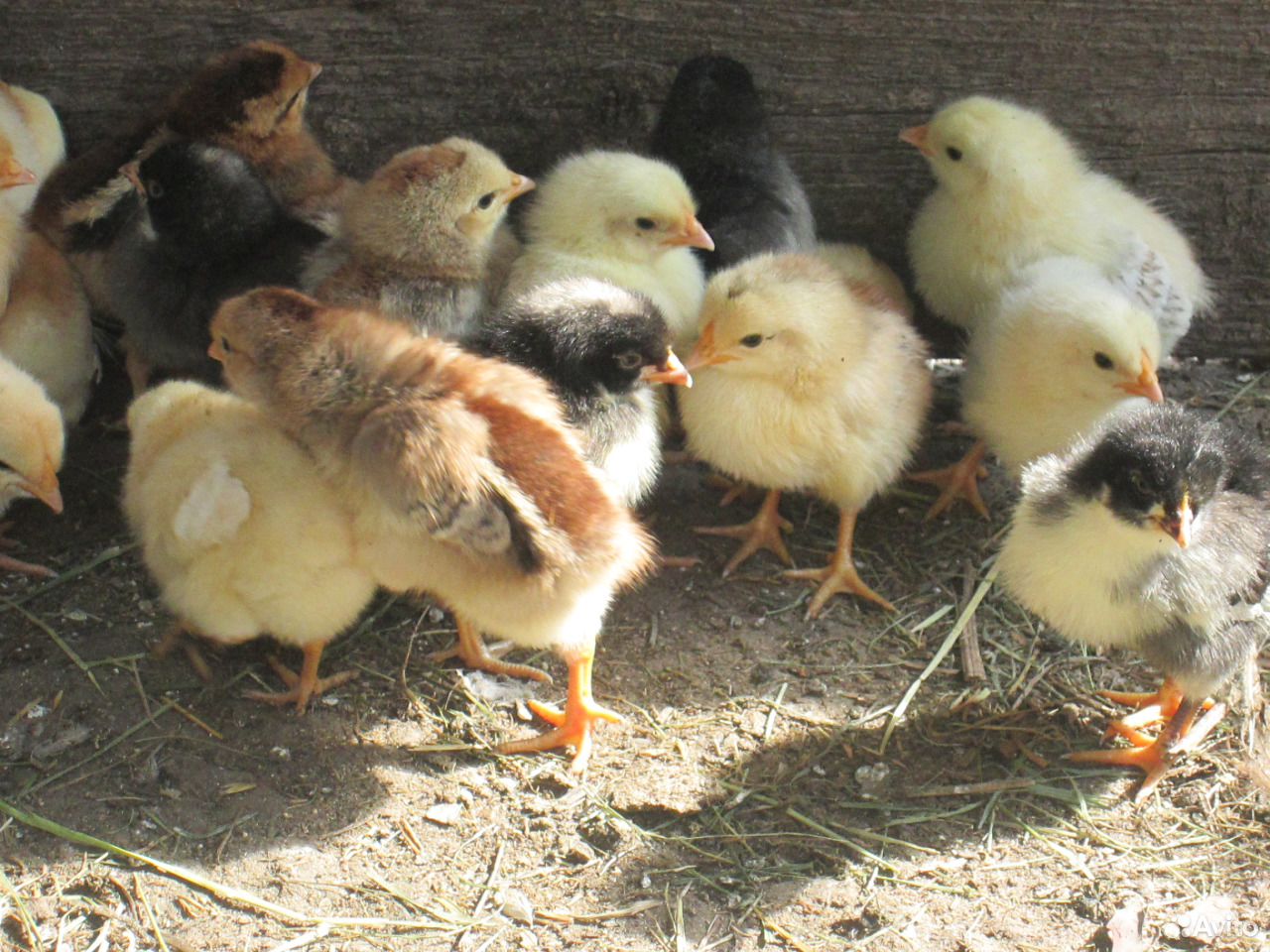 Цыплята от домашних кур-несушек купить на Зозу.ру - фотография № 7