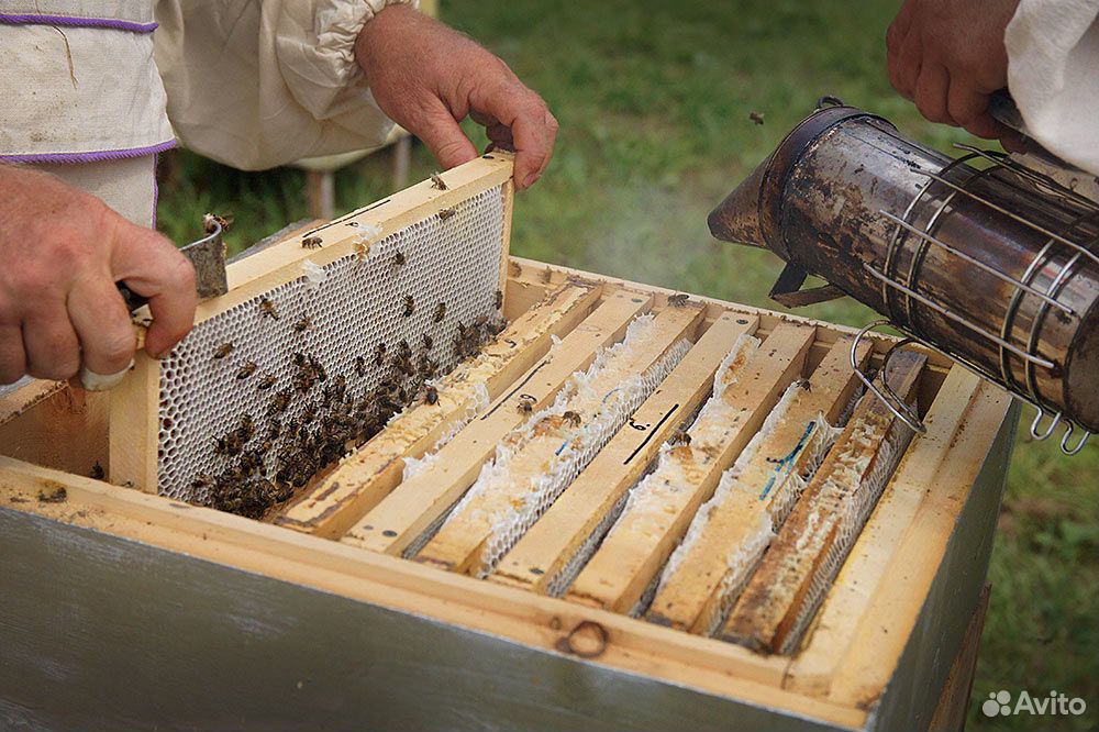 Пчелы, пчелосемьи г. Шарыпово купить на Зозу.ру - фотография № 3
