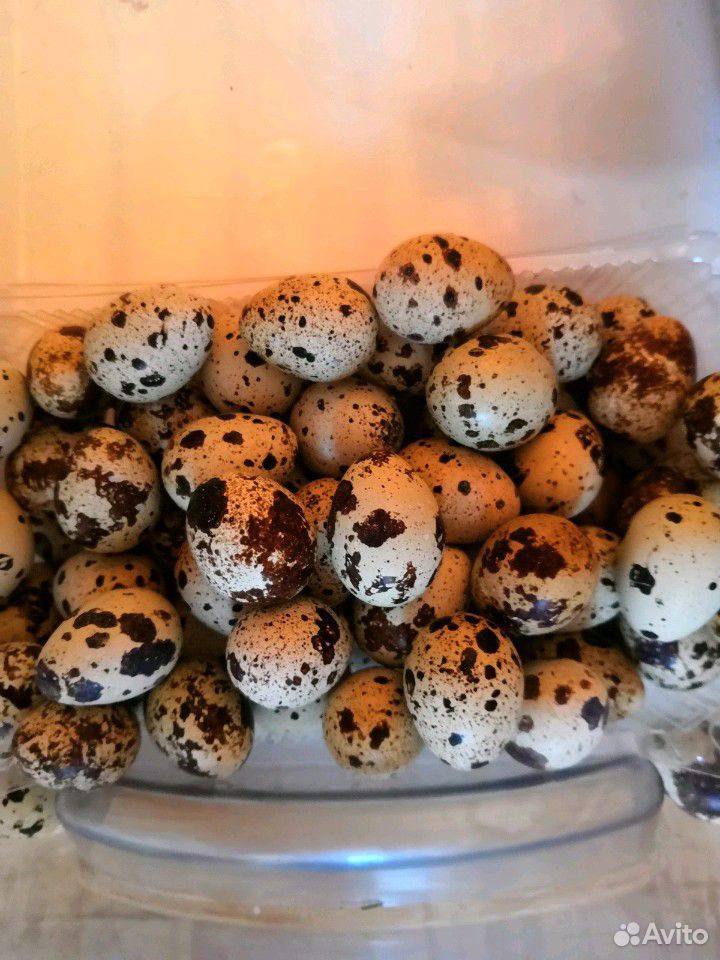 Яйцо перепелиное пищевое 50руб десяток купить на Зозу.ру - фотография № 1