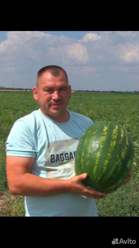 Арбузы от фермера купить на Зозу.ру - фотография № 1