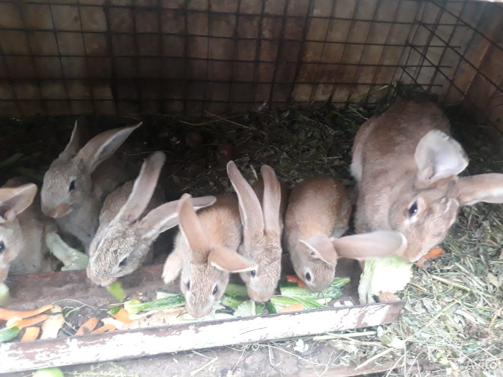 Крольчата мясных пород купить на Зозу.ру - фотография № 9