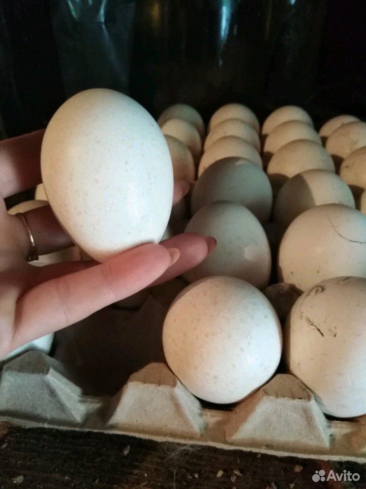 Иньдюшынные яйца купить на Зозу.ру - фотография № 1