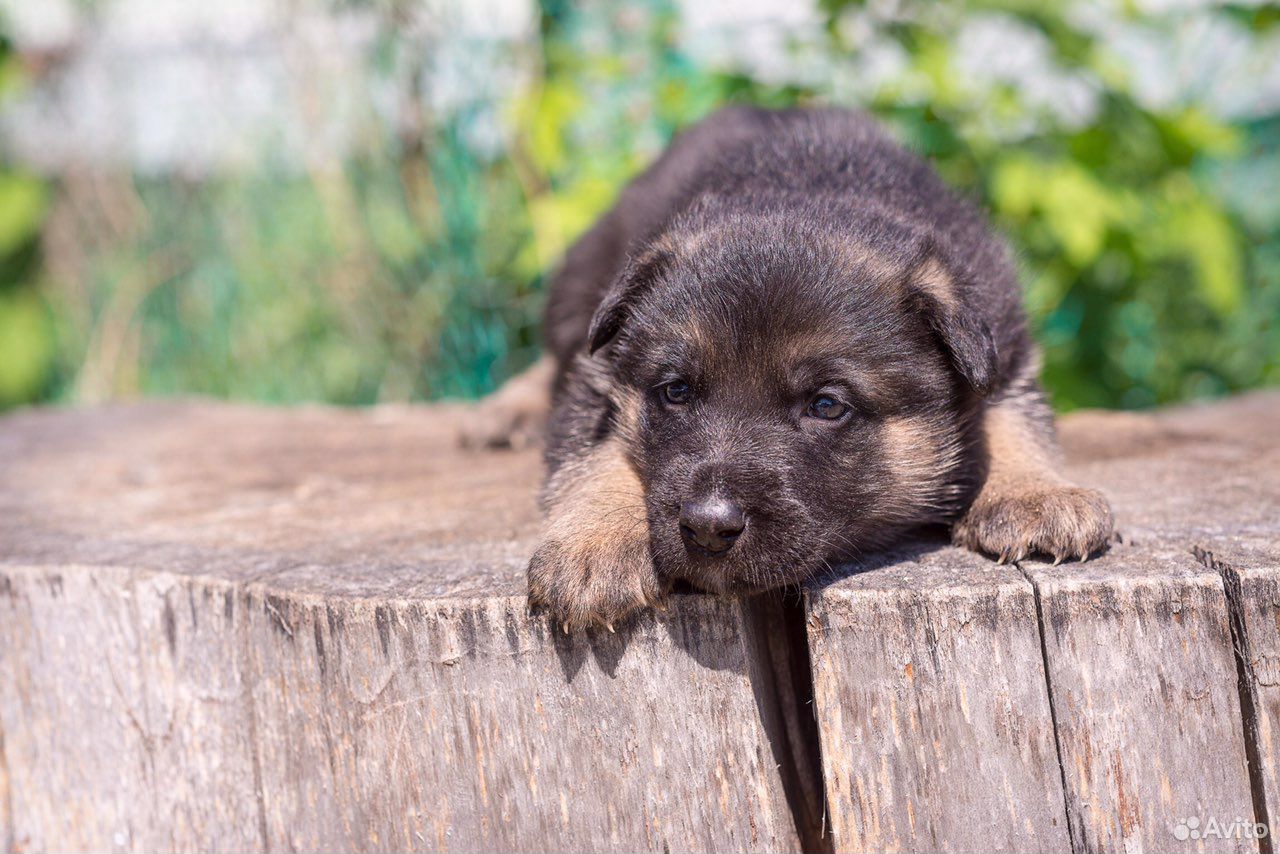 Продается щенок восточноевропейской овчарки купить на Зозу.ру - фотография № 2