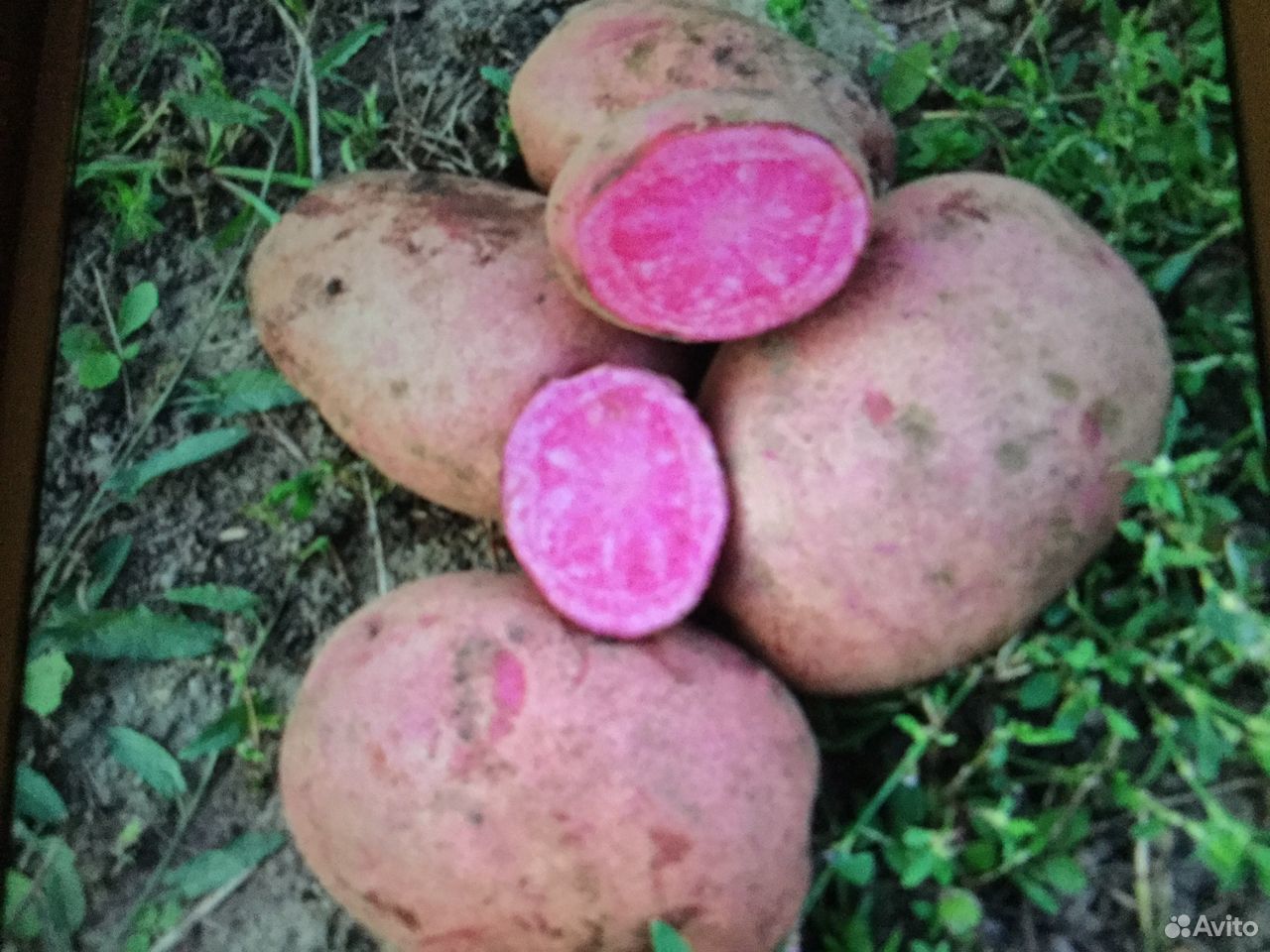 Картофель картошка купить на Зозу.ру - фотография № 1
