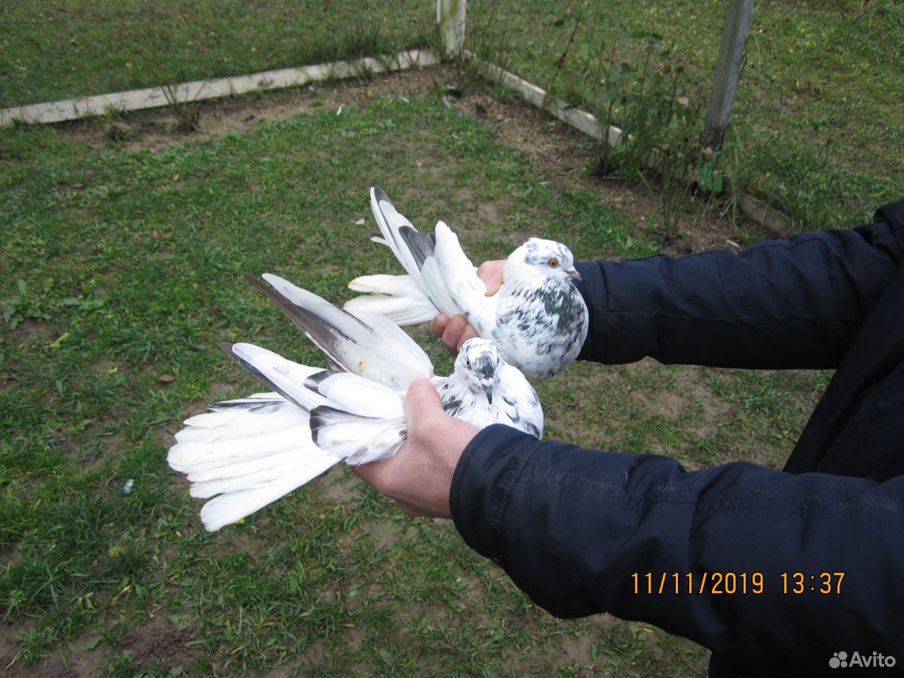 Продам Николаевских голубей в кол-ве 100 штук купить на Зозу.ру - фотография № 7