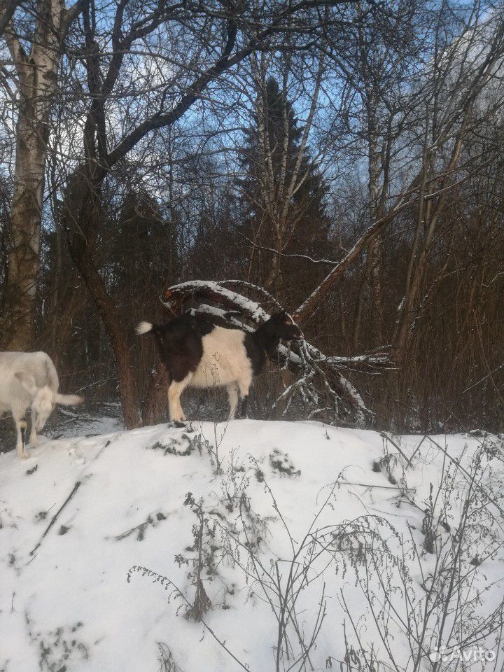 Альпийская 100 коза купить на Зозу.ру - фотография № 5