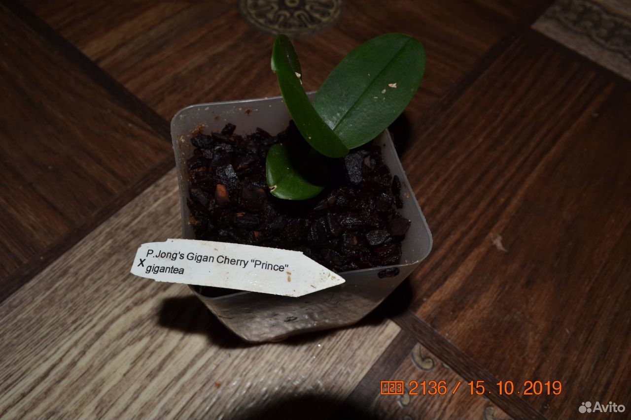 P.Jong's Gigan Cherry Prince - gigantea купить на Зозу.ру - фотография № 5