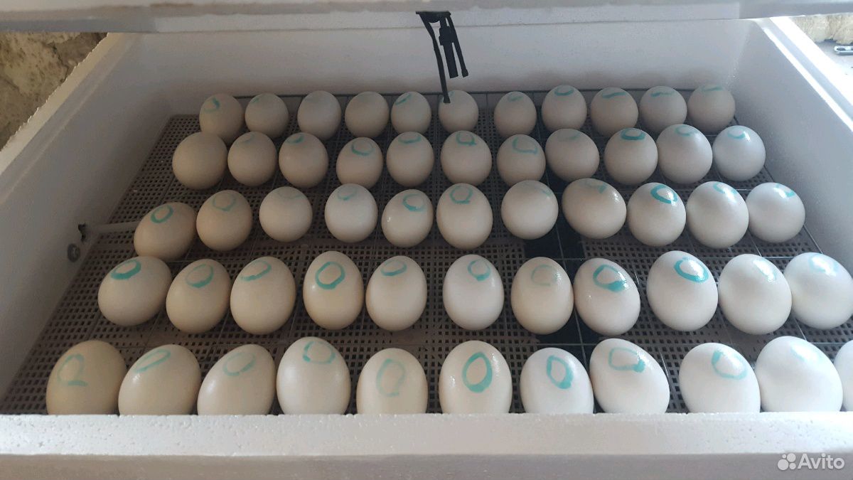 Соберу инкубационные яйца Гуся купить на Зозу.ру - фотография № 2