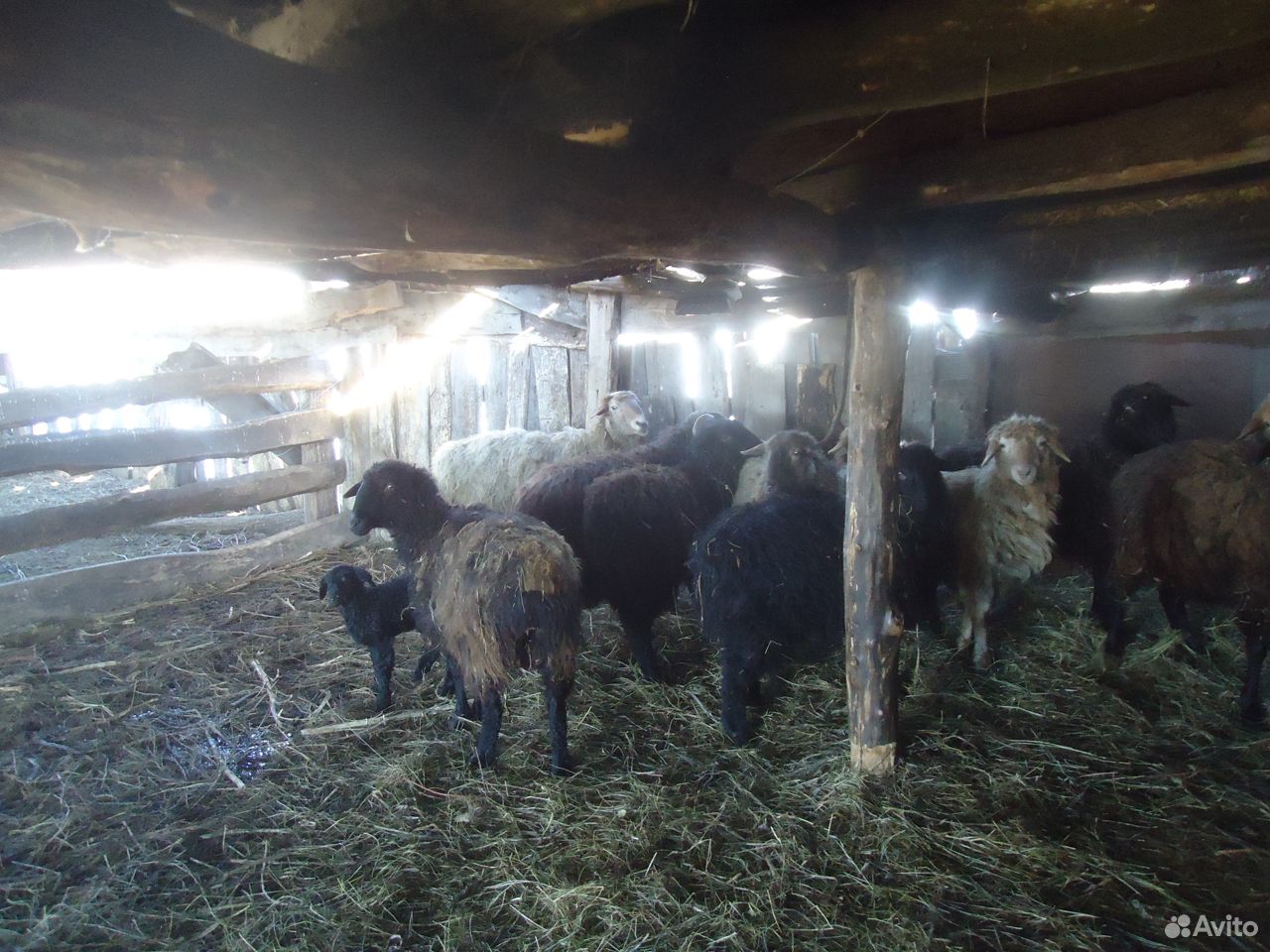 Овцы курдючные, сено рулонное купить на Зозу.ру - фотография № 1