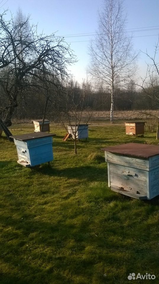 Пчелы с домиками купить на Зозу.ру - фотография № 1