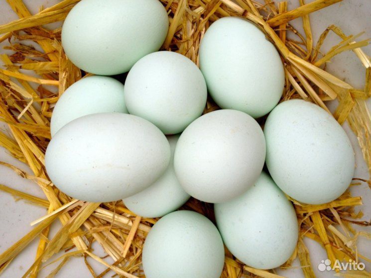 Яйцо утиное купить на Зозу.ру - фотография № 1