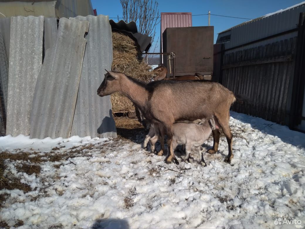 Продается нубийский козел купить на Зозу.ру - фотография № 3