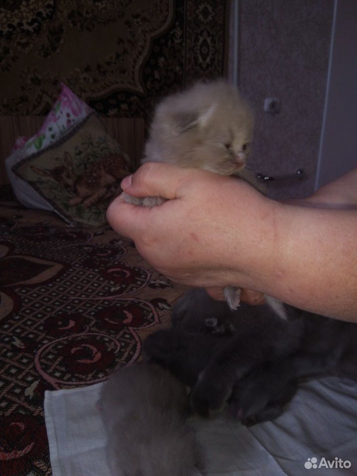 Котята купить на Зозу.ру - фотография № 9