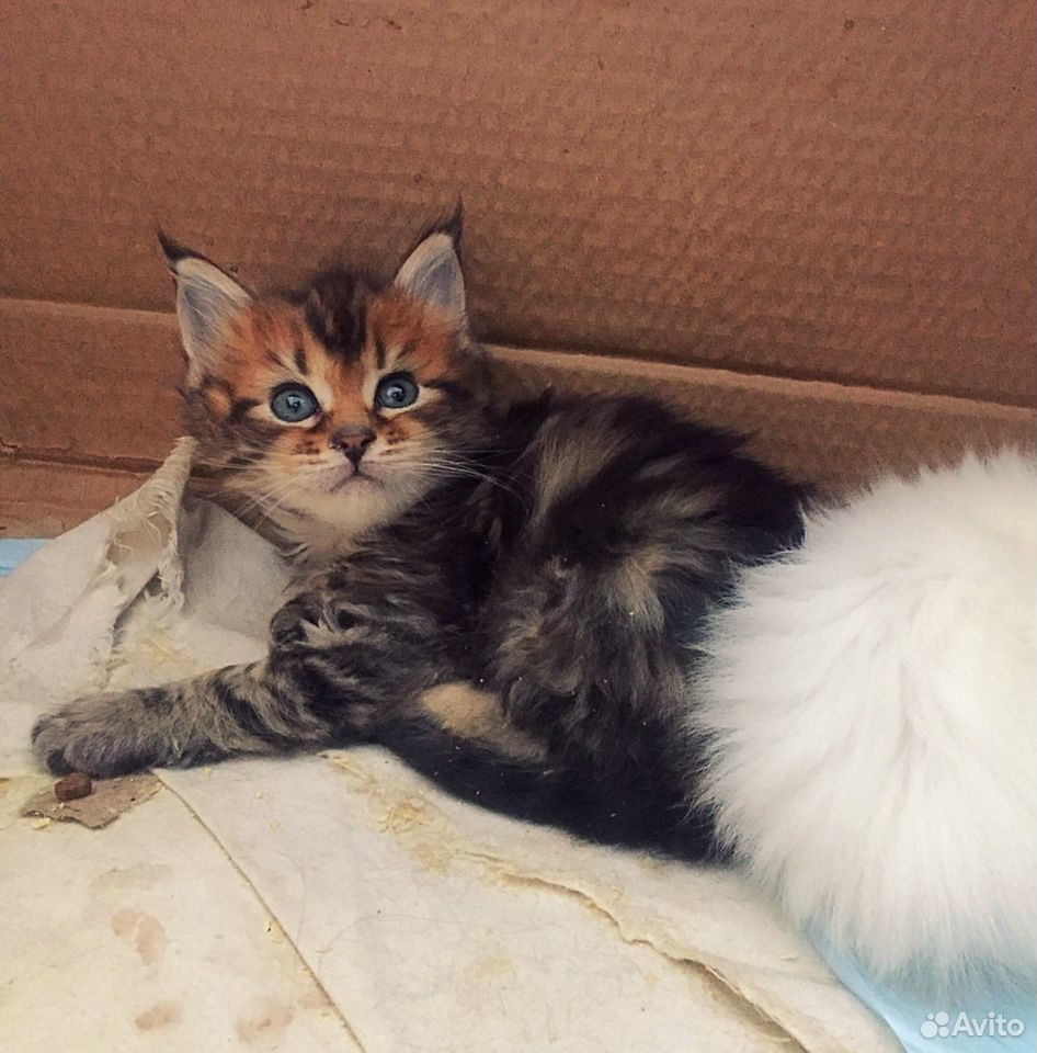 Мейн-кун,котята с документами и без купить на Зозу.ру - фотография № 2
