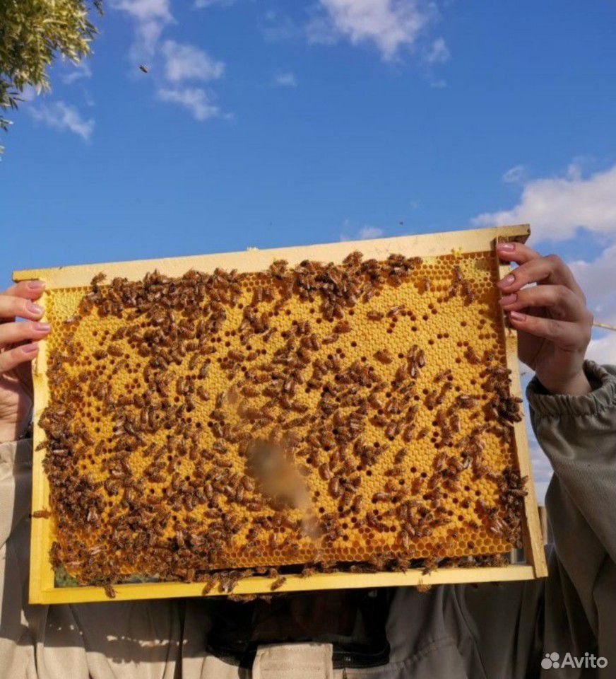 Матки, пчеломатки,маточники купить на Зозу.ру - фотография № 2