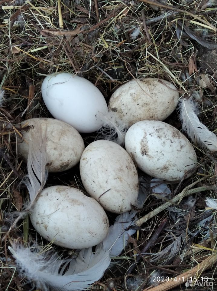 Реально яйцо домашнего гуся,не инкубаторских,котор купить на Зозу.ру - фотография № 2
