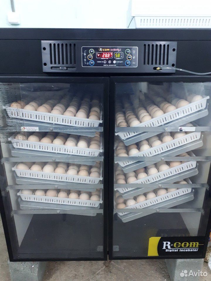 Инкубационное яйцо домашней птицы купить на Зозу.ру - фотография № 4