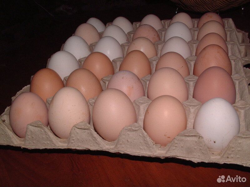 Купить инкубационное яйцо в липецкой области. Яйцо домашнее. Яйцо домашнее куриное. Свежие домашние яйца. Продаются домашние яйца.