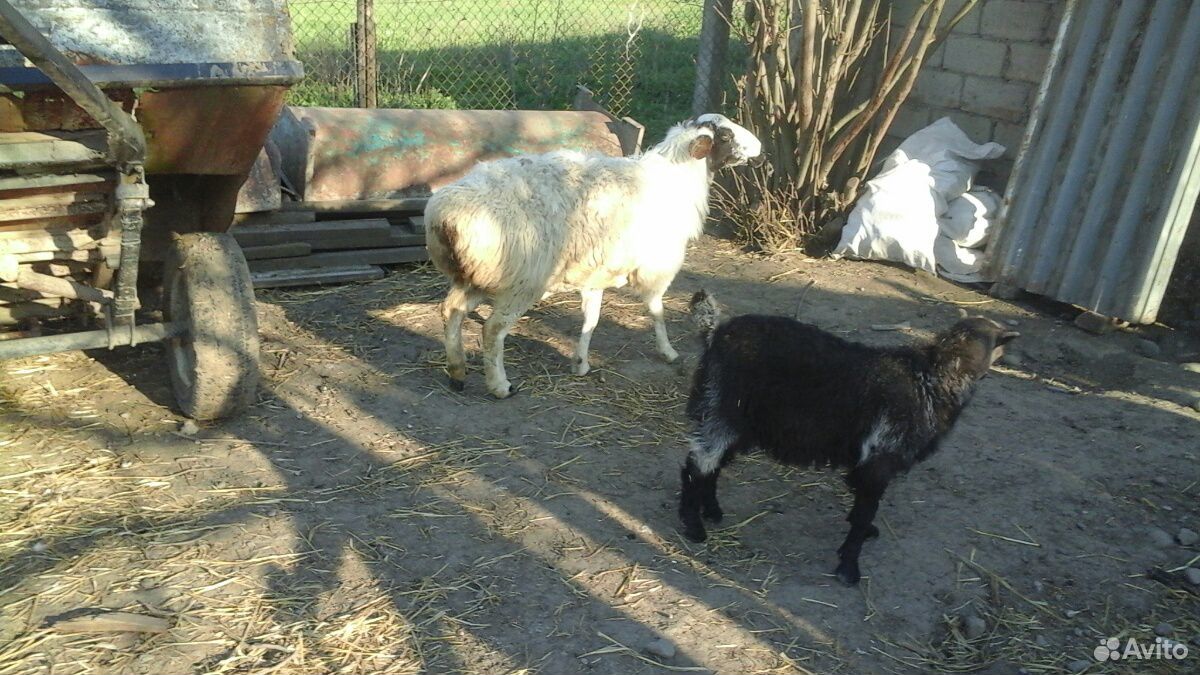 Тёлки,телёнки,овца,козлёнок купить на Зозу.ру - фотография № 4