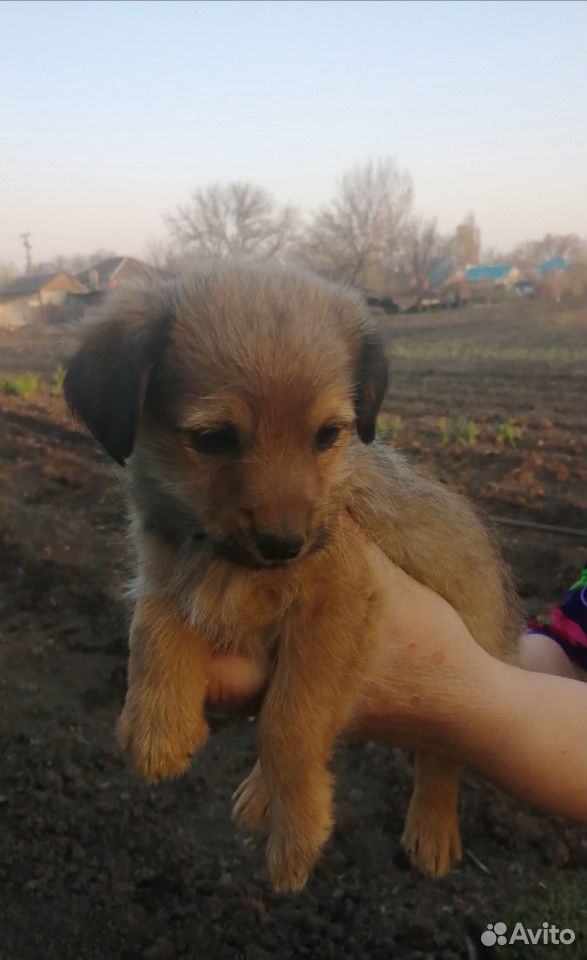 Собака, щенки купить на Зозу.ру - фотография № 2