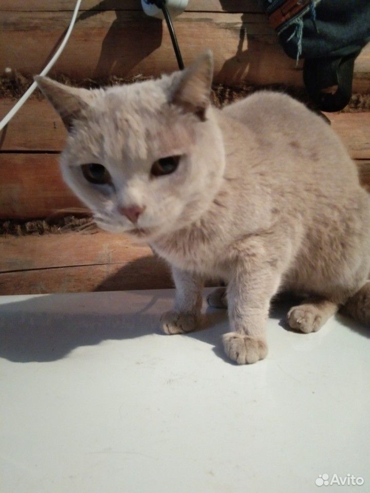 Британский короткошёрстный кастрированный кот купить на Зозу.ру - фотография № 3