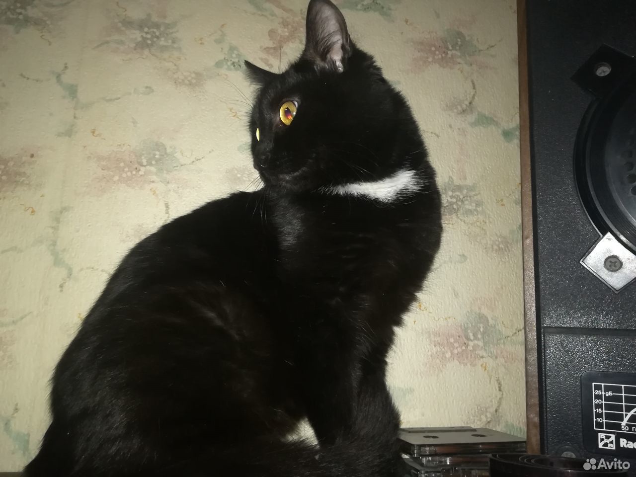 Отдадим в добрые руки очаровательного черного кота купить на Зозу.ру - фотография № 2