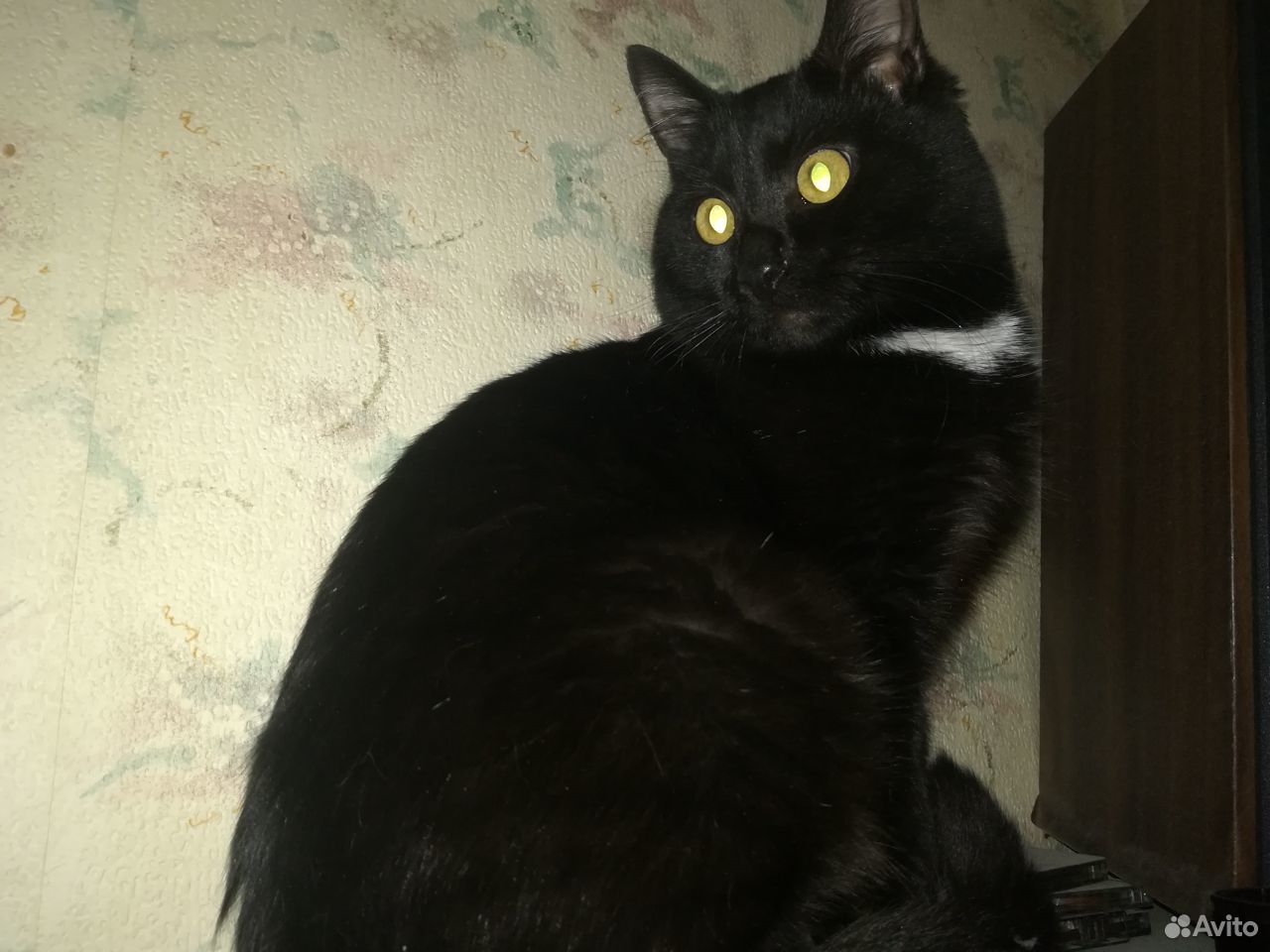 Отдадим в добрые руки очаровательного черного кота купить на Зозу.ру - фотография № 4