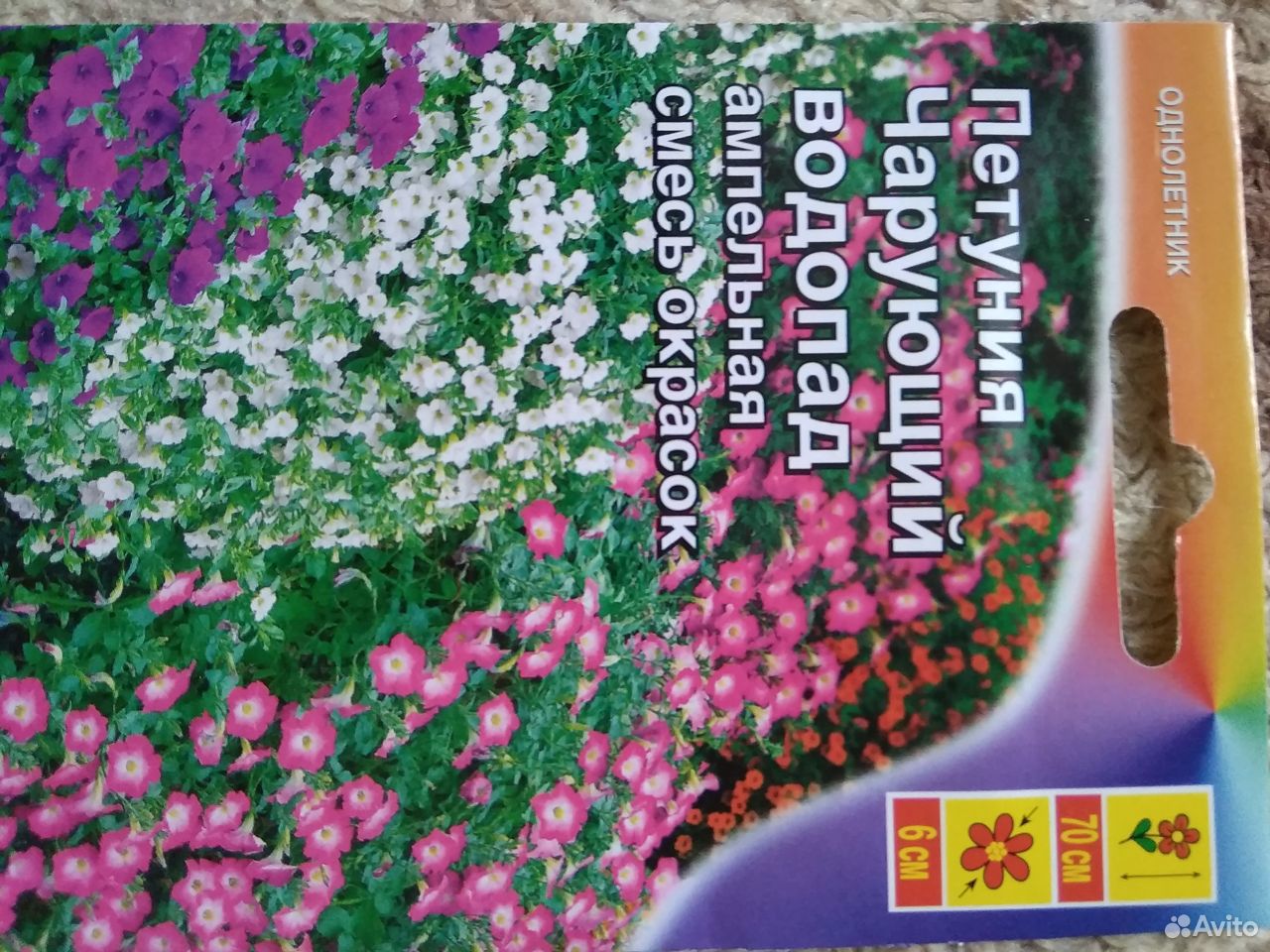 Рассада петунии. комнатные растения купить на Зозу.ру - фотография № 6